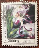 [Orchids, Typ KY]