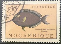 [Fish, Typ CF]