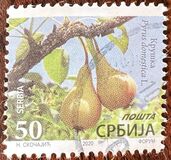 [Definitives - Fruits, type AFV]