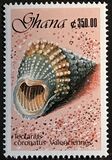 [Seashells, type ASR]