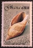 [Seashells, type ASQ]