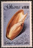[Seashells, type ASO]