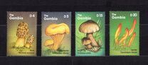 [African Mushrooms, प्रकार DYH]