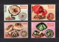 [Fungi, τύπος DQW]