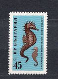 [Black Sea Marine Life, 유형 AMY]