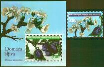 [Flowers - Domestic Plum, type JI]