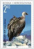 [Birds - White-Headed Vulture, Tip AR]