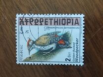 [Golden-mantled Woodpecker, tip AXO19]