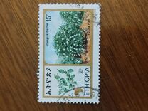 [Ethiopian Coffee, type AJA]