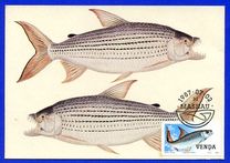 [Freshwater Fish, type FC]