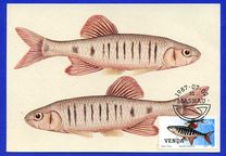 [Freshwater Fish, type FD]