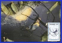 [Spiders, type GZ]
