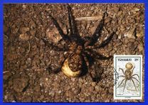 [Spiders, type HA]