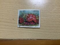 [Nudibranchs, type WB]