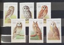 [Owls, typ DDY]