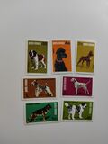 [Dog Show "Canina", Вид FFR]