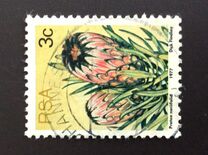 [Flora - Protea Plants, Tipi PI]