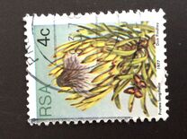 [Flora - Protea Plants, Tipi PJ]