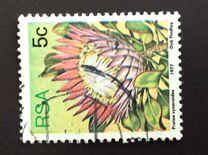 [Flora - Protea Plants, Tipi PK]