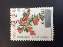 [Wild Fruits, tip AOP]