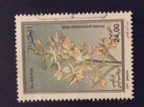 [Orchids, type AMT]