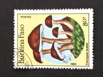 [Fungi, type CI]