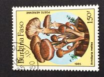 [Airmail - Fungi, տեսակ CK]