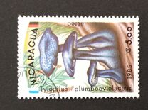 [Airmail - Mushrooms, Scrivi BOF]