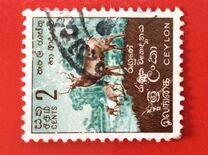 [Local Motifs, type CJ]