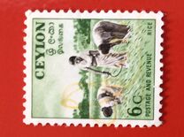 [Local Motifs, type CL]