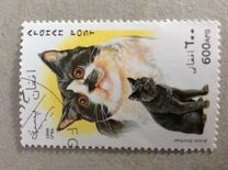 [Cats, type AMZ]