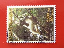 [Monkeys - Indri, type COS]