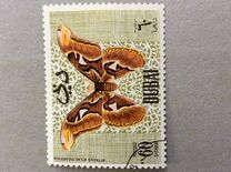 [Butteflies, jenis GL]