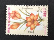 [Flowers - Crocuses, type CTG]