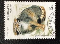 [Wild Cats, tip DE]