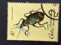 [Insects, tip CZM]
