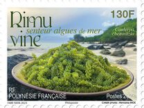 [Rimu Vine Seaweed, tip BDK]