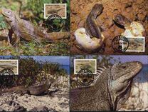 [Turks and Caicos Ground Iguana, type VY]