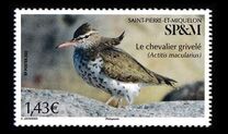 [Birds - Spotted Sandpiper, タイプ AII]