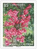 [Flora - Plants on New Caledonia, Scrivi AWR]