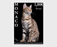 [International Cat Show, տեսակ EKA]