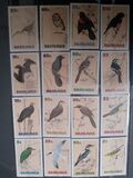 [Birds, タイプ VF]