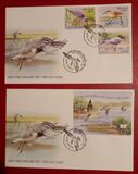 [Birds, type CUN]