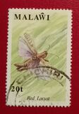 [Insects, type SN]