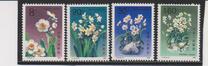 [Narcissi, type CJY]