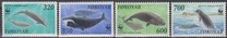 [North Atlantic Whales, Вид GJ]