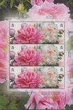 [Peony Flower Festival - Luoyang, China, tip AER]