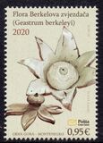 [Flowers - Berkeley's Earthstar, Tip NL]