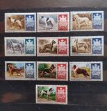 [Dog Breeds, type IC]