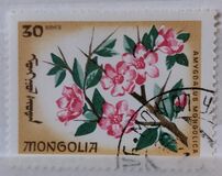 [Local Flowers, tip OE]